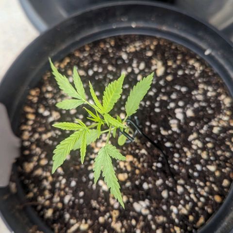 Mila #1 growlog timeline photo