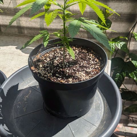 Hana #2 growlog timeline photo
