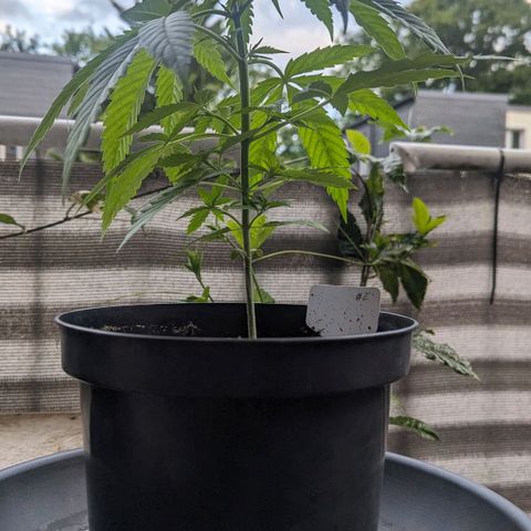 Hana #2 growlog timeline photo