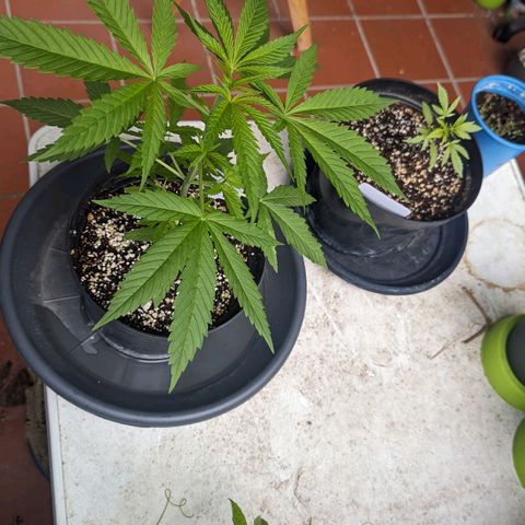 Hana #2 growlog timeline photo