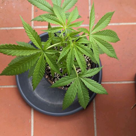 Hana #2 growlog timeline photo