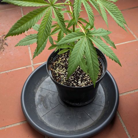 Hana #2 growlog timeline photo