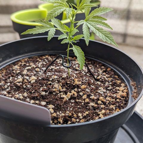 Mila #1 growlog timeline photo