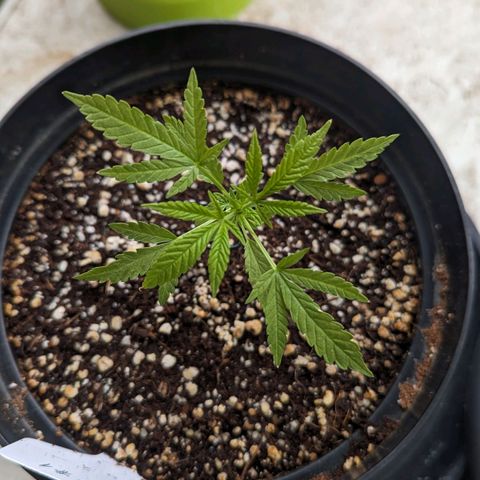 Mila #1 growlog timeline photo