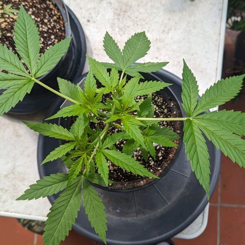 Hana #2 growlog timeline photo