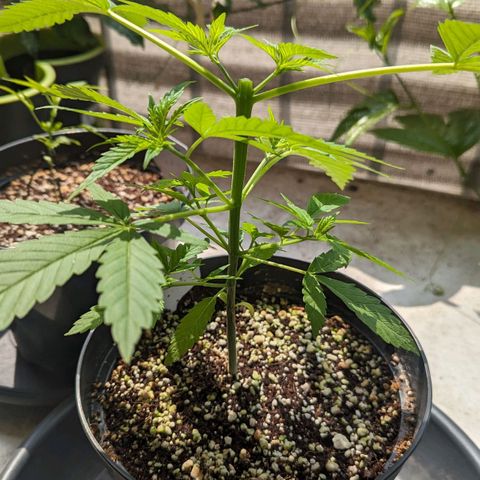 Hana #2 growlog timeline photo