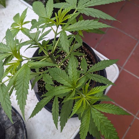 Hana #2 growlog timeline photo