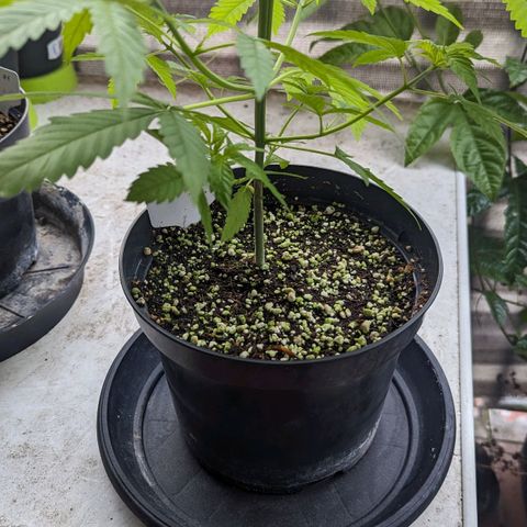 Hana #2 growlog timeline photo