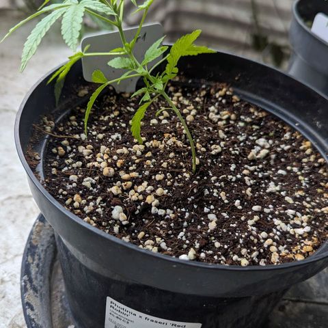 Mila #1 growlog timeline photo