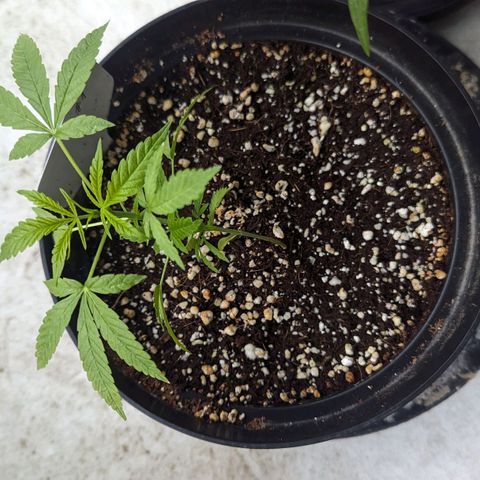 Mila #1 growlog timeline photo