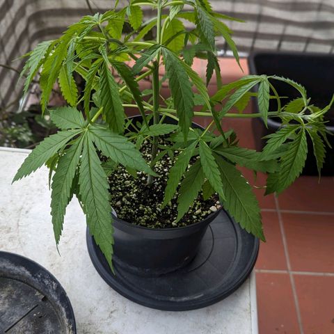 Hana #2 growlog timeline photo
