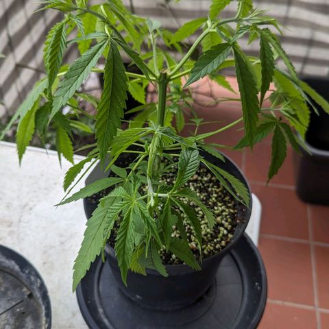 Hana #2 growlog timeline photo