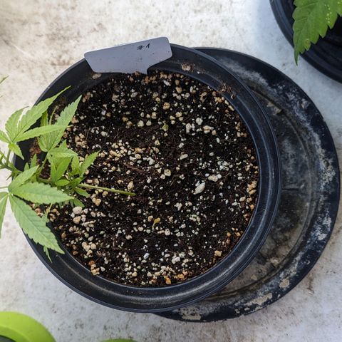 Mila #1 growlog timeline photo