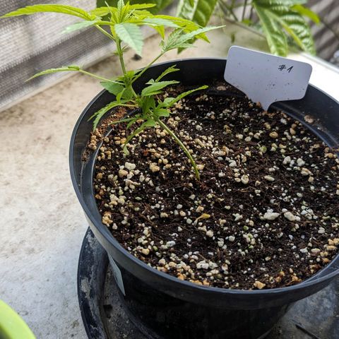 Mila #1 growlog timeline photo