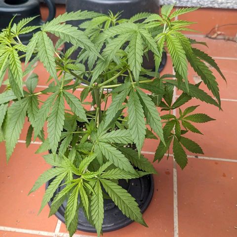 Hana #2 growlog timeline photo