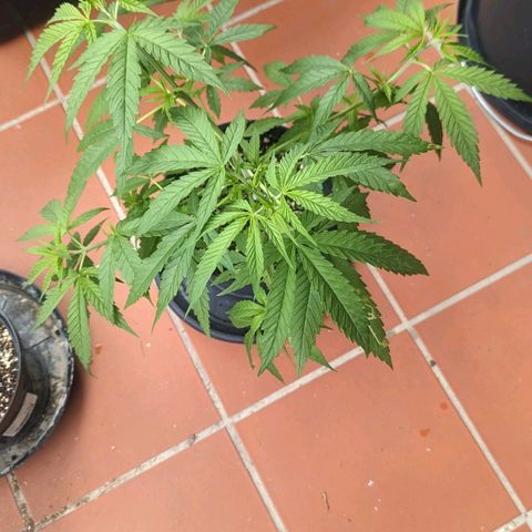 Hana #2 growlog timeline photo