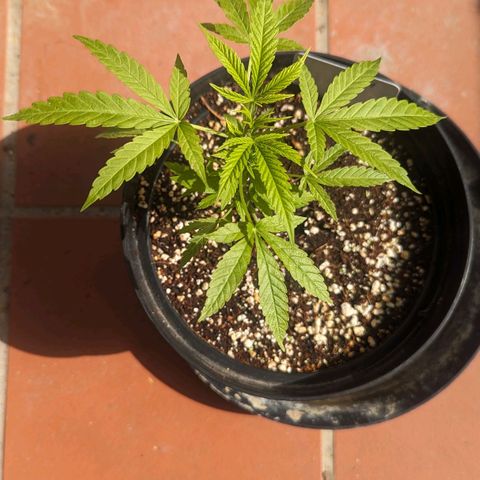 Mila #1 growlog timeline photo