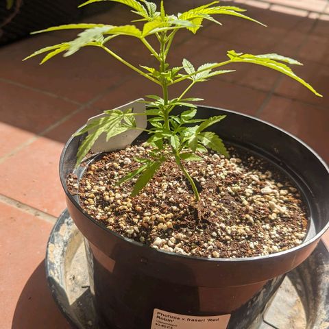 Mila #1 growlog timeline photo