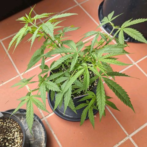 Hana #2 growlog timeline photo