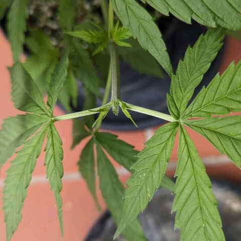 Hana #2 growlog timeline photo