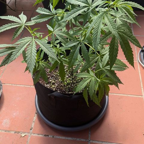 Hana #2 growlog timeline photo