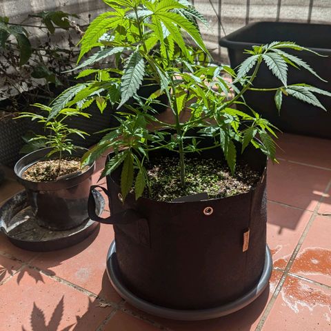 Hana #2 growlog timeline photo