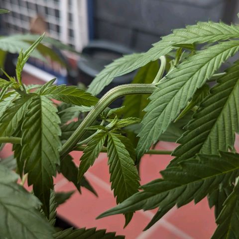 Hana #2 growlog timeline photo