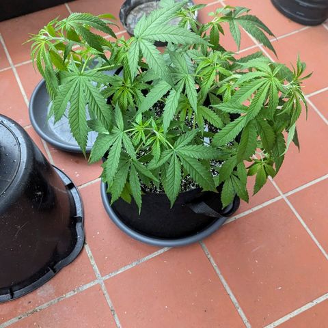 Hana #2 growlog timeline photo