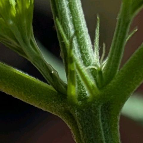 Hana #2 growlog timeline photo