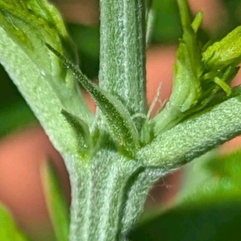 Hana #2 growlog timeline photo