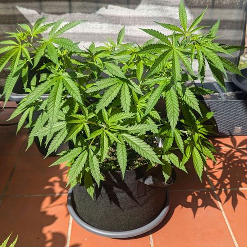 Hana #2 growlog timeline photo