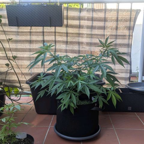 Hana #2 growlog timeline photo