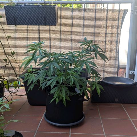 Hana #2 growlog timeline photo
