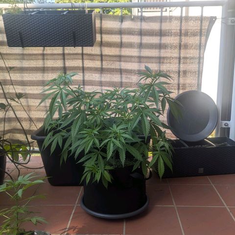 Hana #2 growlog timeline photo
