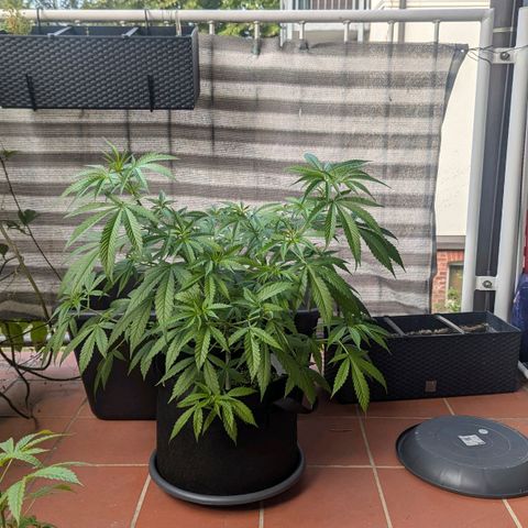 Hana #2 growlog timeline photo