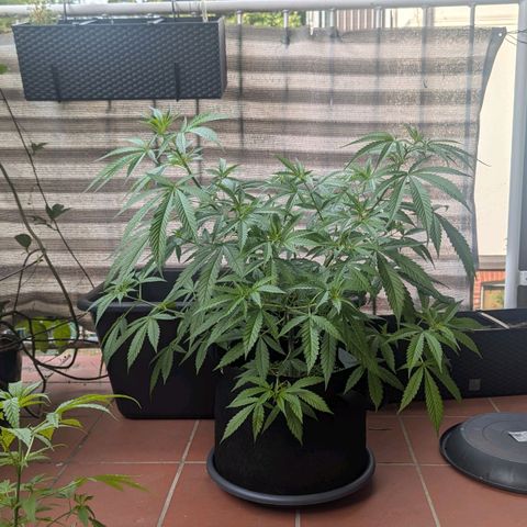 Hana #2 growlog timeline photo