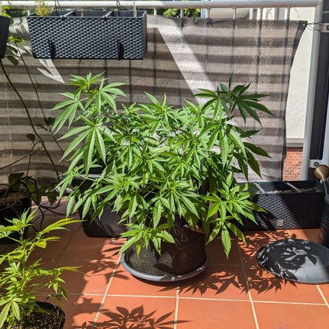 Hana #2 growlog timeline photo