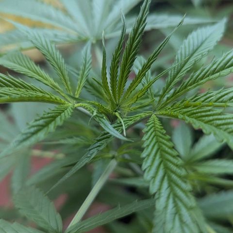 Hana #2 growlog timeline photo