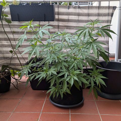 Hana #2 growlog timeline photo