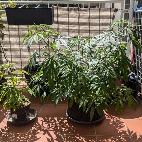 Mila #1 growlog timeline photo