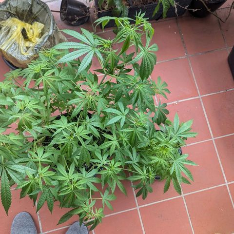 Hana #2 growlog timeline photo