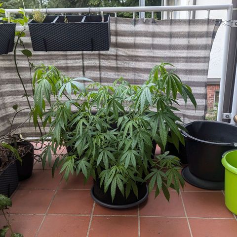 Hana #2 growlog timeline photo