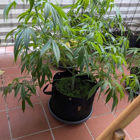 Hana #2 growlog timeline photo