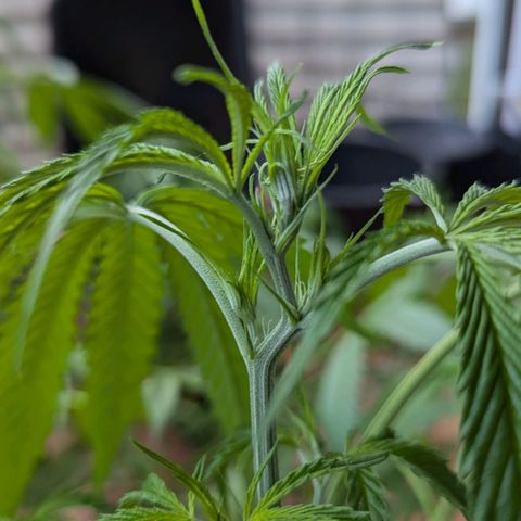 Hana #2 growlog timeline photo