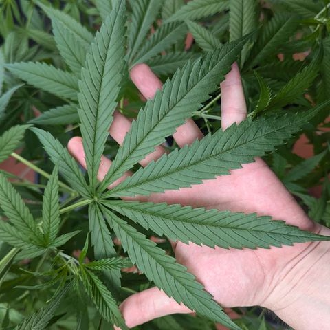 Hana #2 growlog timeline photo