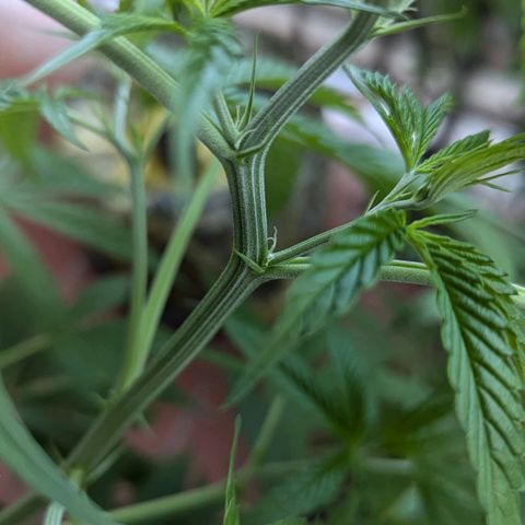 Hana #2 growlog timeline photo