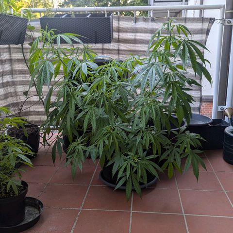 Hana #2 growlog timeline photo