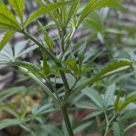 Hana #2 growlog timeline photo
