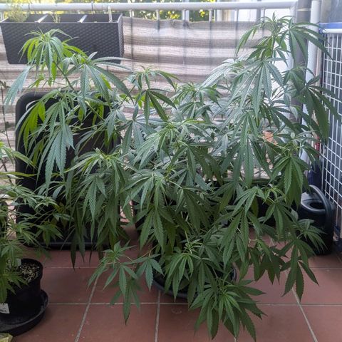 Mila #1 growlog timeline photo