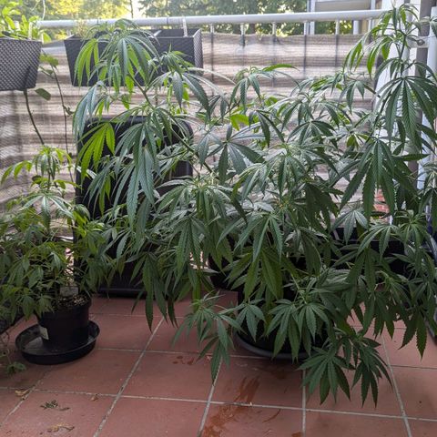 Mila #1 growlog timeline photo
